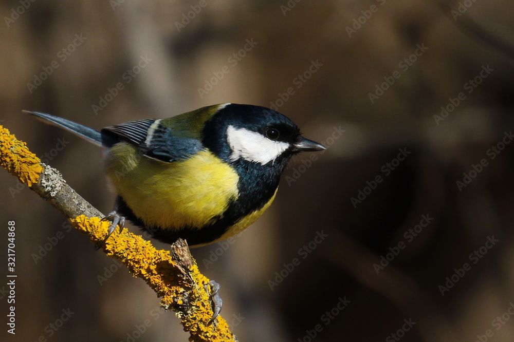 Obraz premium Great tit on branch background, Parus major