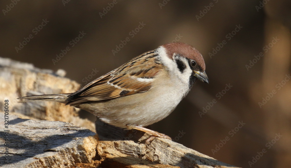 Tree sparrow on branch, passer montanus Tree sparrow on branch, passer montanus
