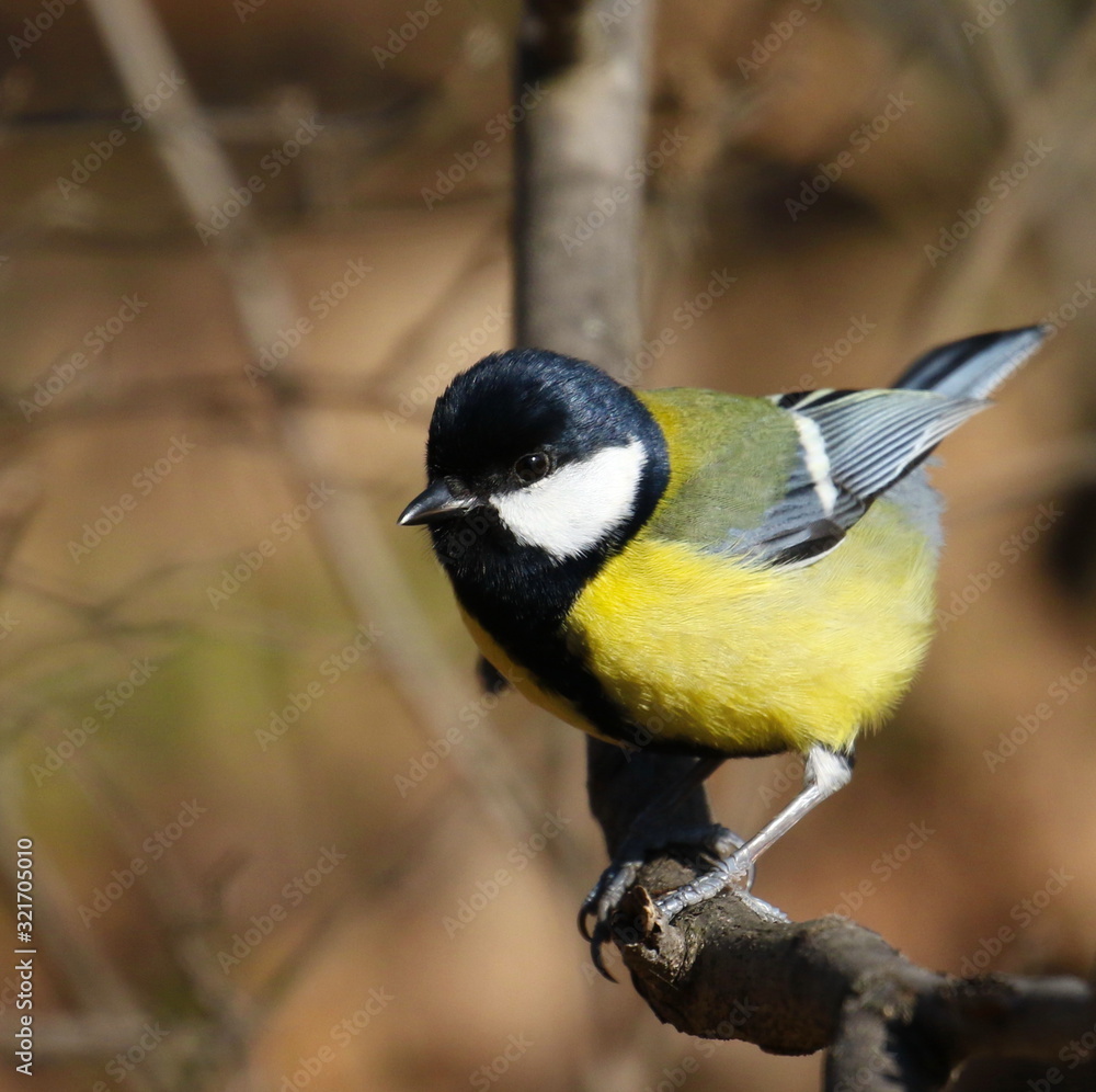 Fototapeta premium Great tit on branch background, Parus major