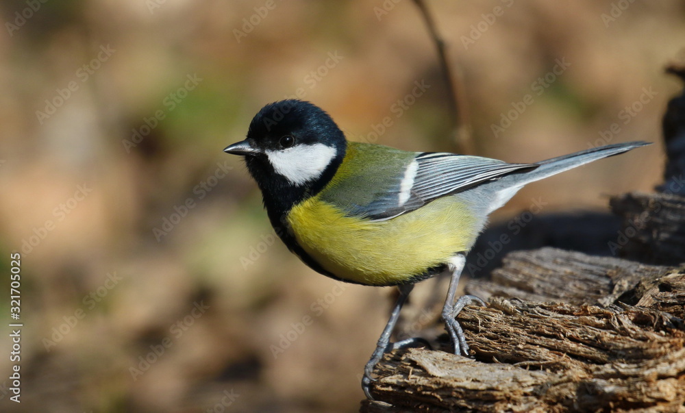 Great tit on branch background, Parus major Great tit on branch background, Parus major