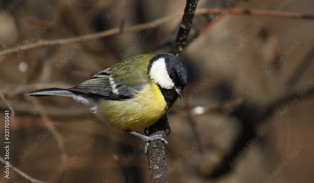 Fototapeta premium Great tit on branch background, Parus major