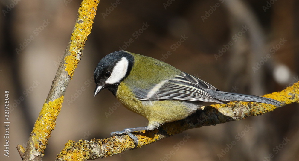 Fototapeta premium Great tit on branch background, Parus major