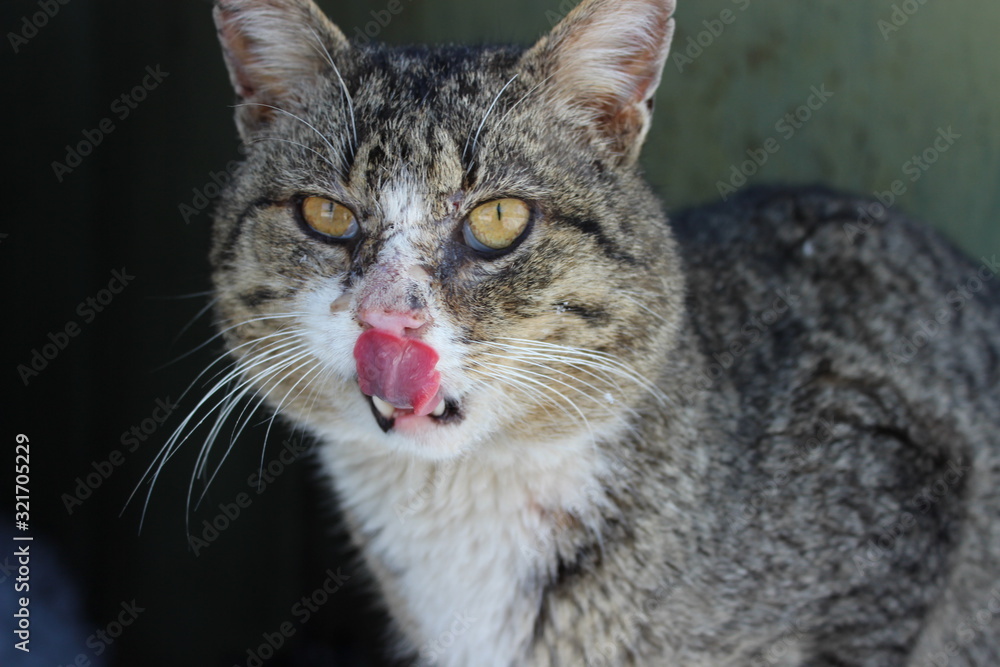 Naklejka premium portrait of the licking cat