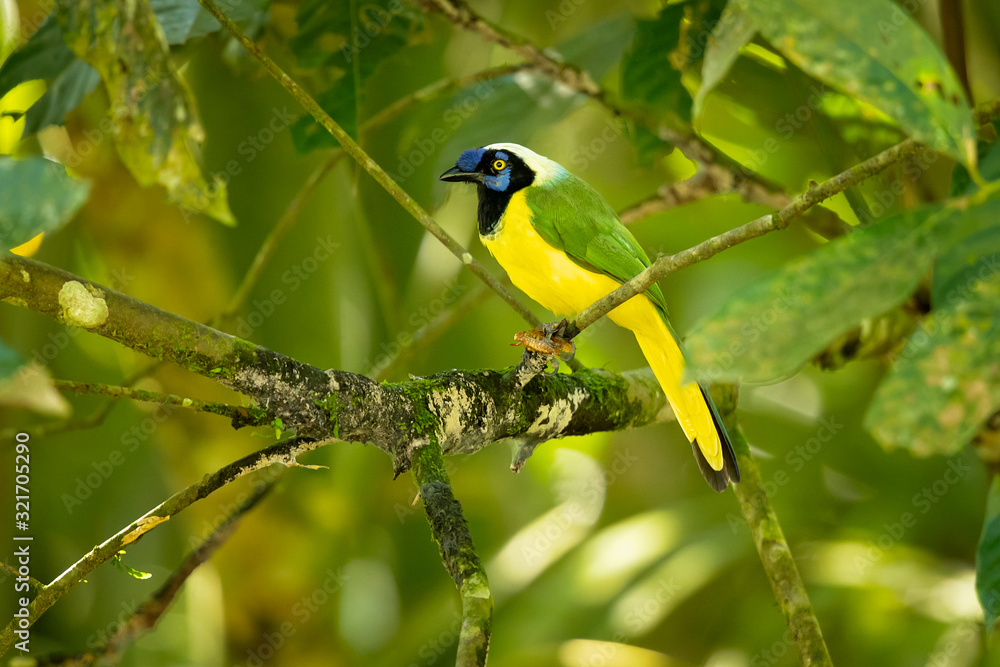 Inca jay (Cyanocorax yncas) is a bird species of the New World jays, which is endemic to the Andes of South America. Inca jay (Cyanocorax yncas) is a bird species of the New World jays, which is endemic to the Andes of South America.