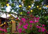 House yard, decorated with fresh blooming pink petunia flowers and yellow lamps. Summer garden