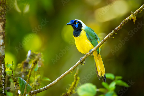 Inca jay (Cyanocorax yncas) is a bird species of the New World jays, which is endemic to the Andes of South America. 