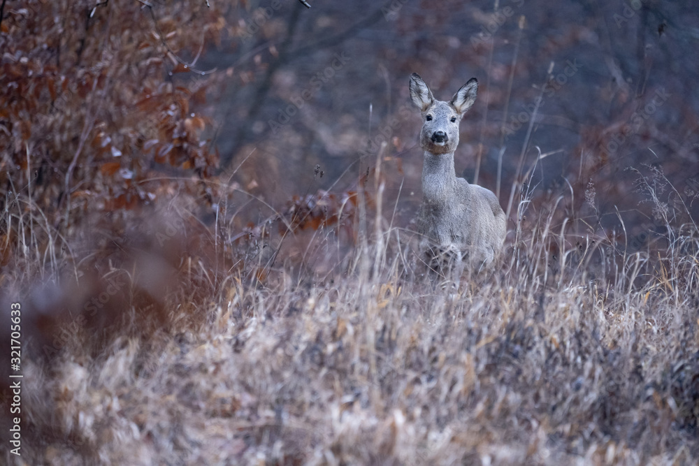 Obraz premium The European roe deer (Capreolus capreolus), also known as the western roe deer, chevreuil, or simply roe deer or roe, is a species of deer. The male of the species referred to as a roebuck