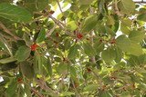 wild fig tree and  its fruit 