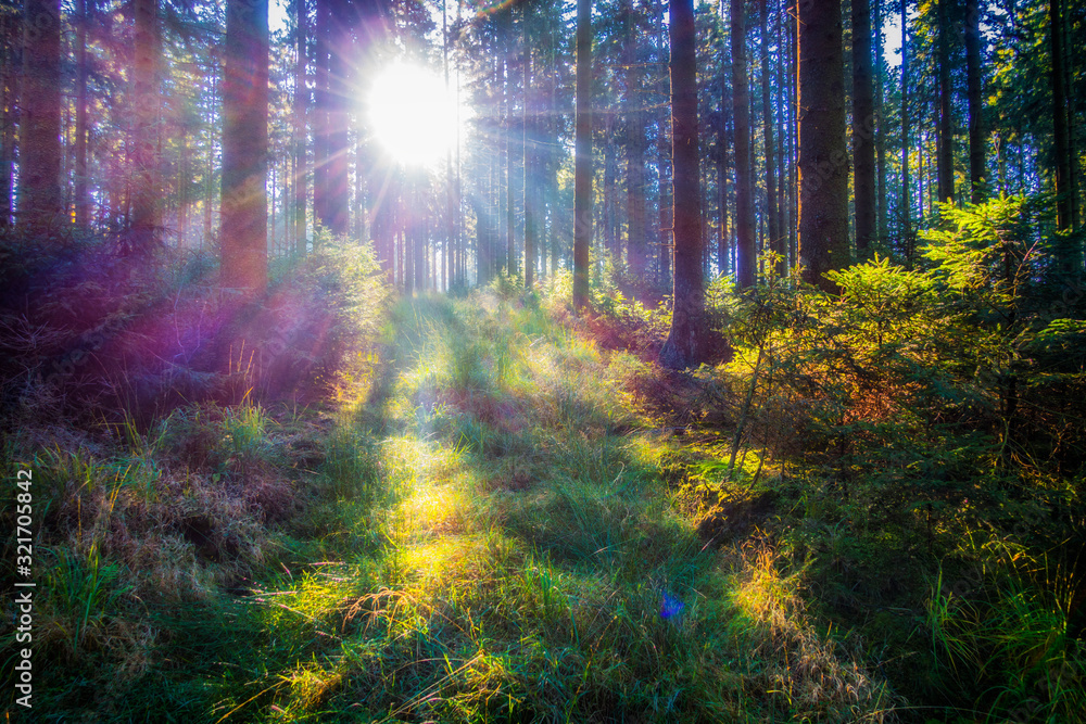 Fototapeta premium Soleil a travers les arbres