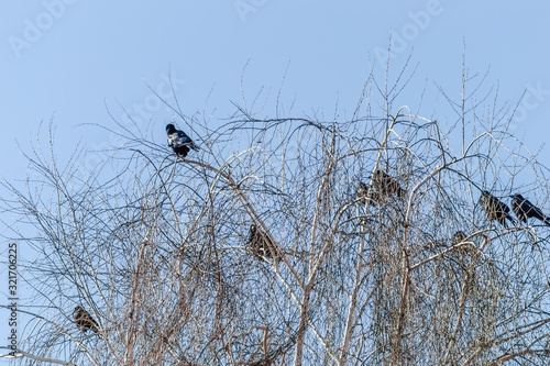 A little flock of crow at the top of the tree canopy Willows. Novi Sad, Serbia 