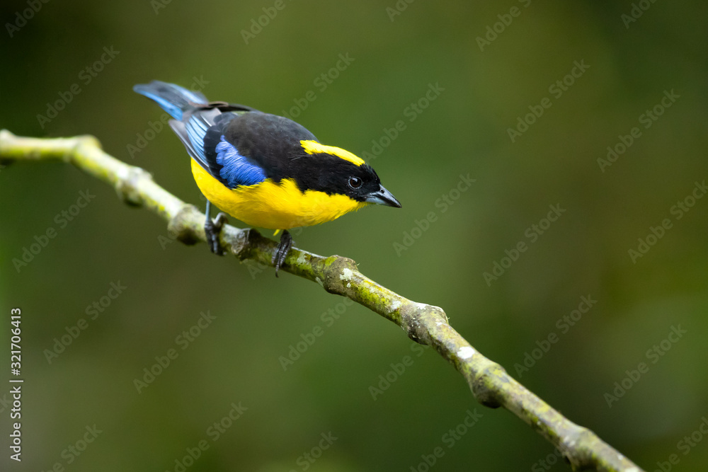Fototapeta premium Blue-winged mountain tanager (Anisognathus somptuosus) is a species of bird in the family Thraupidae, the tanagers. It is native to South America, where it is found in Bolivia, Colombia, Ecuador, Peru
