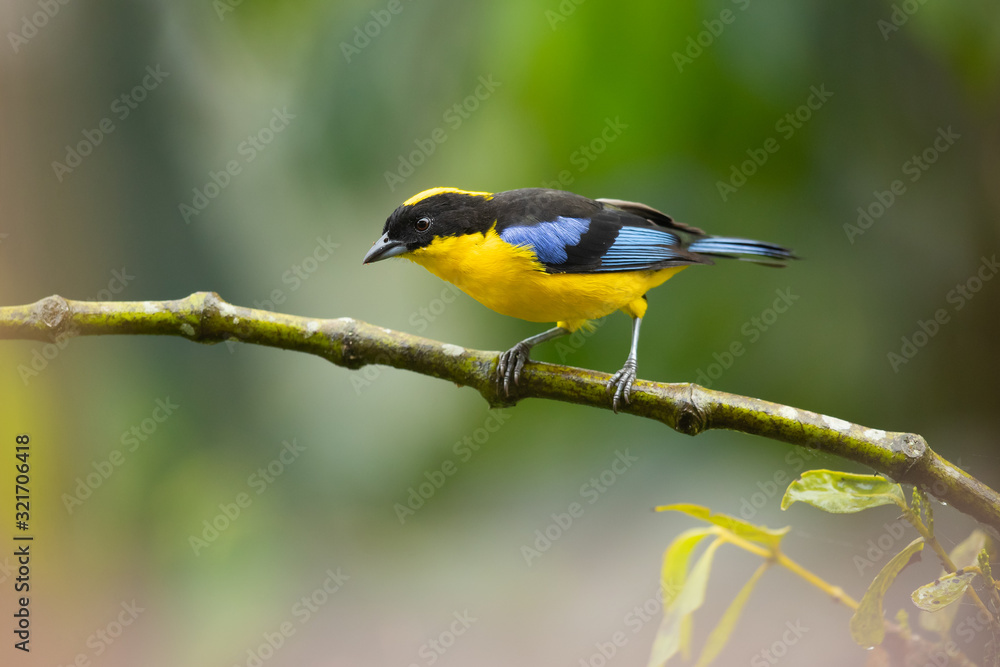 Blue-winged mountain tanager (Anisognathus somptuosus) is a species of bird in the family Thraupidae, the tanagers. It is native to South America, where it is found in Bolivia, Colombia, Ecuador, Peru