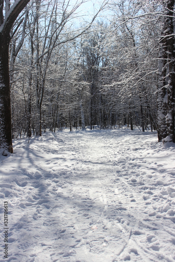 Winter landscape with snowy road in winter forest in sunny day Winter landscape with snowy road in winter forest in sunny day