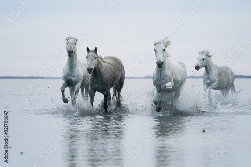 Fototapeta Naklejka Na Ścianę i Meble -   Wild white horses running in the water