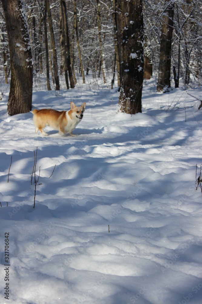 Corgi dog in snow park