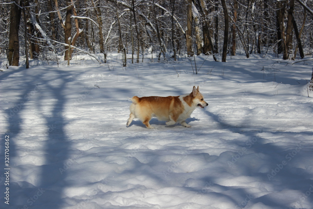 Corgi dog in snow road in the winter park Corgi dog in snow road in the winter park