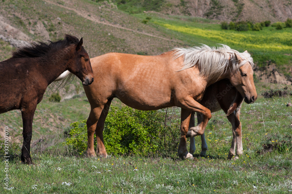 Horses in the pasture. The brown horse covers the foal. Horses in the pasture. The brown horse covers the foal.
