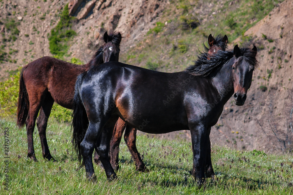 Fototapeta premium A beautiful black horse grazing in a mountain pasture.