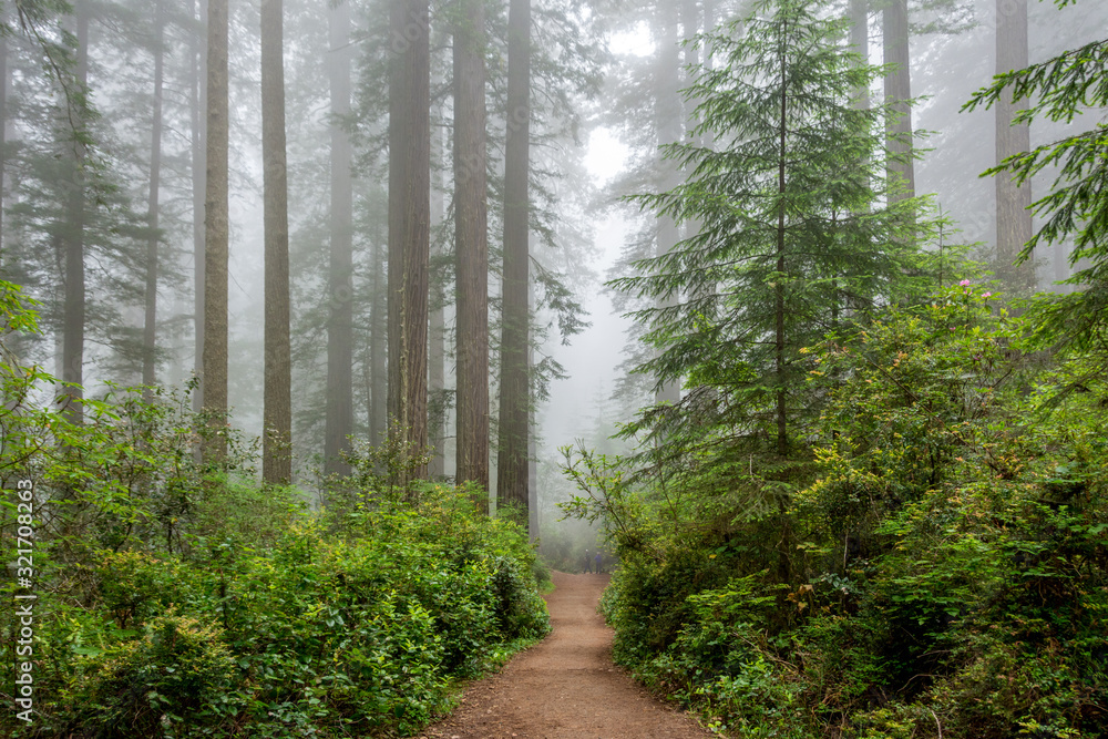 Path through the forest, Redwood National & State Parks, California