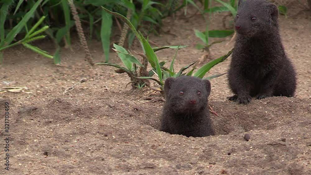 A group of three dwarf mongoose comically pop their heads out from their hole and look around. A group of three dwarf mongoose comically pop their heads out from their hole and look around.