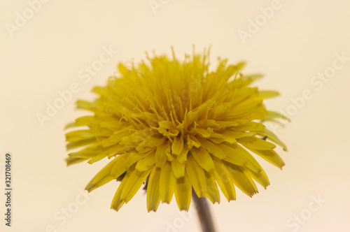 Taraxacum species dandelion edible yellow flower very common in the meadows in spring and late winter