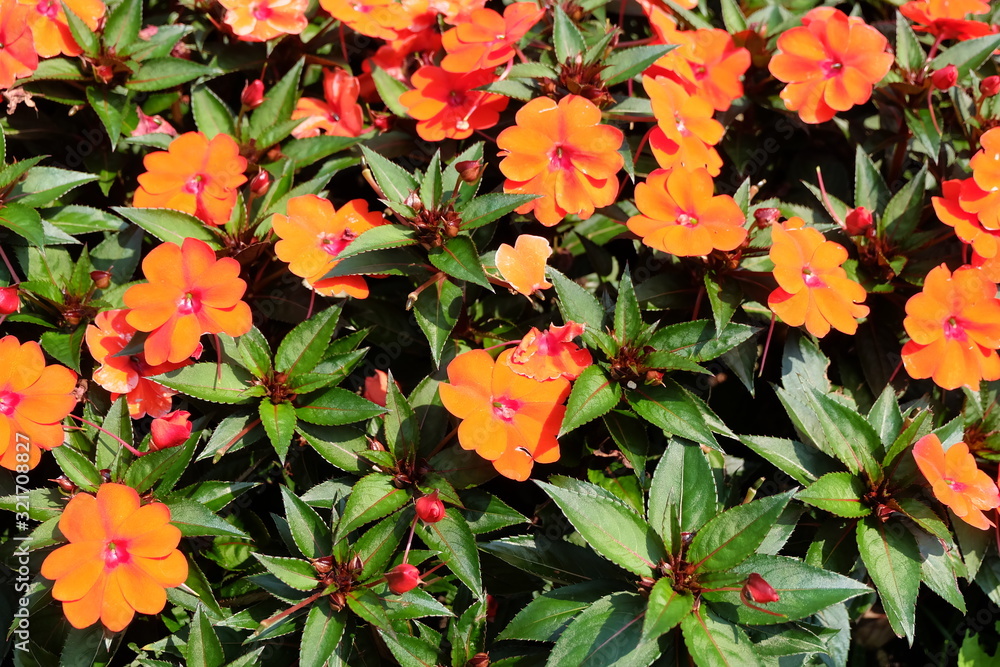 Fiori Fiori