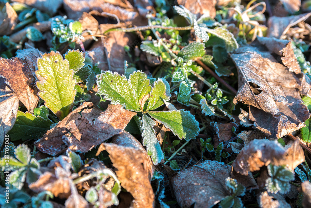 close up view of frozen green and dry leaves in the spring close up view of frozen green and dry leaves in the spring