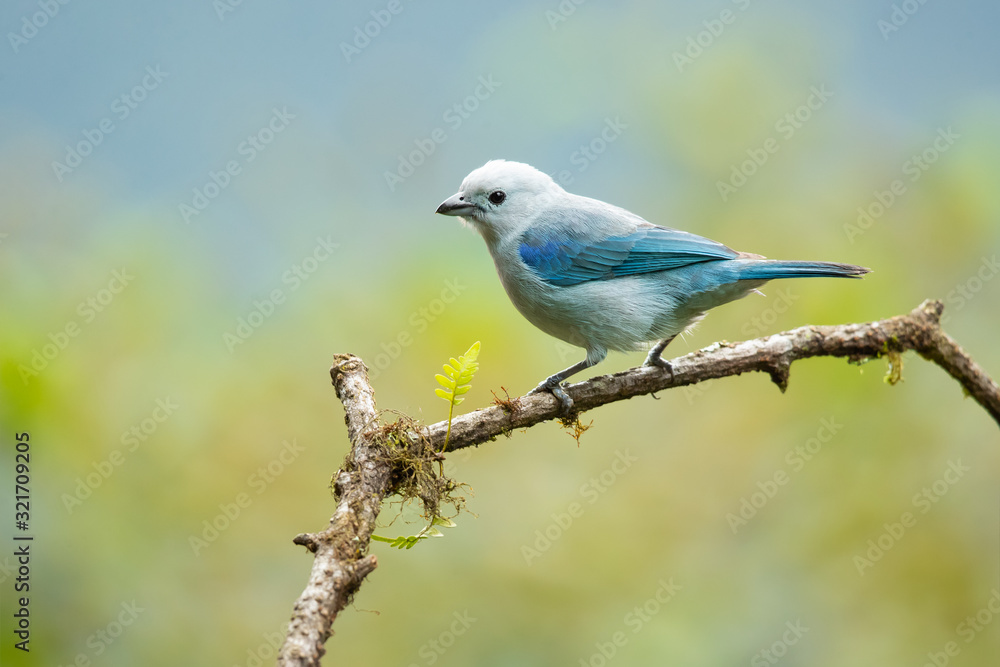 Blue-gray tanager (Thraupis episcopus) is a medium-sized South American songbird of the tanager family, Thraupidae. Its range is from Mexico south to northeast Bolivia and northern Brazil