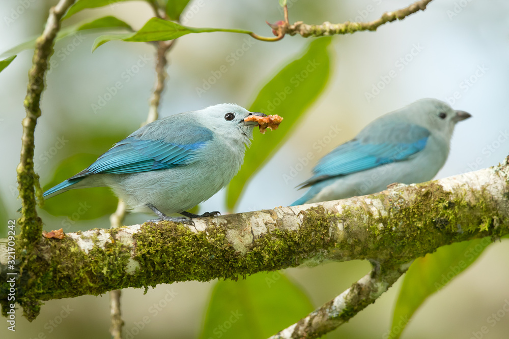 Naklejka premium Blue-gray tanager (Thraupis episcopus) is a medium-sized South American songbird of the tanager family, Thraupidae. Its range is from Mexico south to northeast Bolivia and northern Brazil