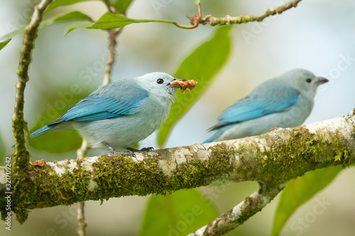 Blue-gray tanager (Thraupis episcopus) is a medium-sized South American songbird of the tanager family, Thraupidae. Its range is from Mexico south to northeast Bolivia and northern Brazil © Milan