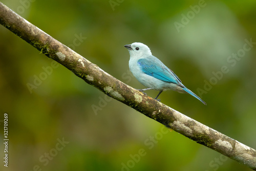 Blue-gray tanager (Thraupis episcopus) is a medium-sized South American songbird of the tanager family, Thraupidae. Its range is from Mexico south to northeast Bolivia and northern Brazil © Milan