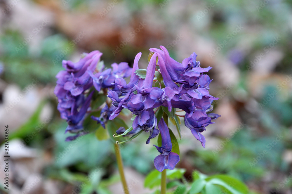 In spring, Corydalis cava blooms in the forest In spring, Corydalis cava blooms in the forest