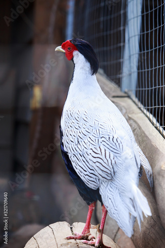 Pheasant walks in the yard