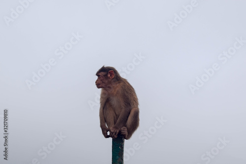 monkey on a pole