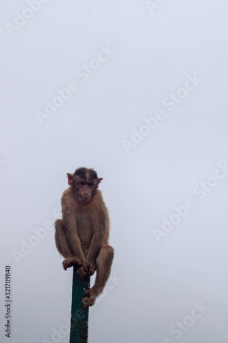 Wildlife photograph of monkey photo