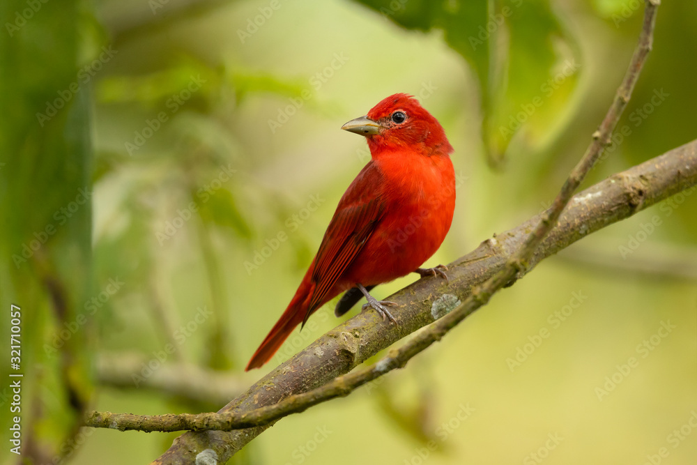 The summer tanager (Piranga rubra) is a medium-sized American songbird. Formerly placed in the tanager family (Thraupidae) The summer tanager (Piranga rubra) is a medium-sized American songbird. Formerly placed in the tanager family (Thraupidae)