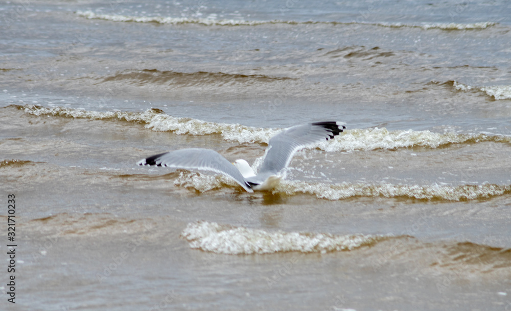 A seagull on the sandy shore of the Baltic Sea in cloudy weather. A seagull on the sandy shore of the Baltic Sea in cloudy weather.