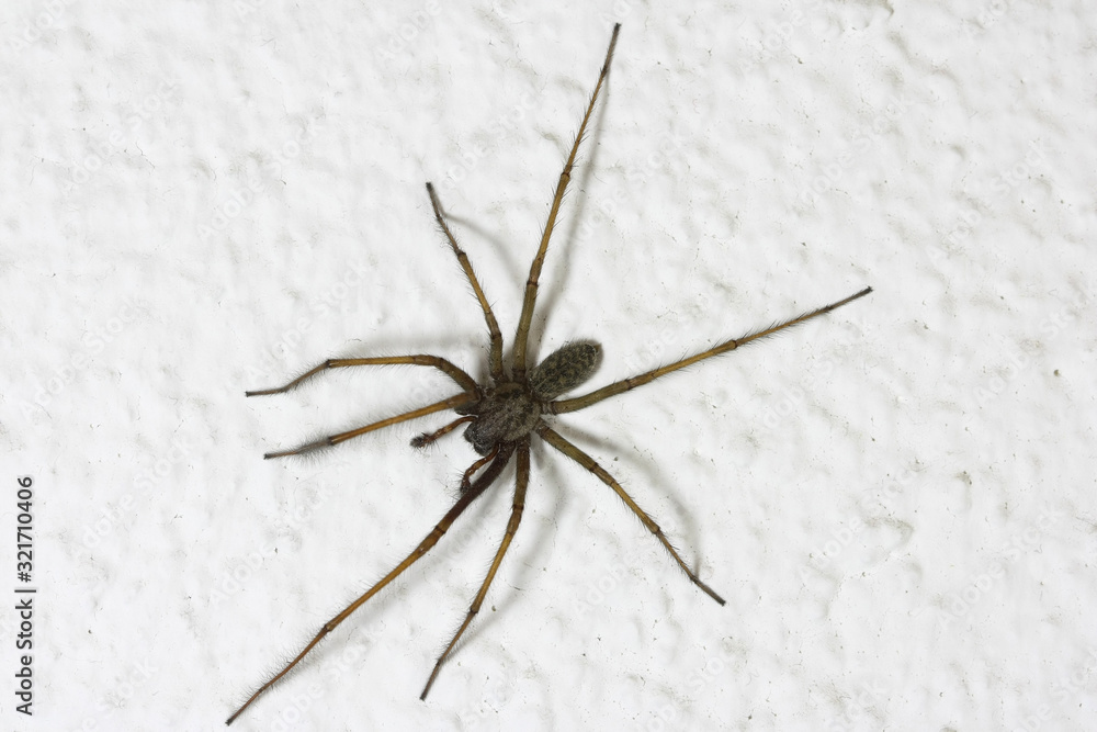 A huge house Spider (Tegenaria atrica) on the white wall A huge house Spider (Tegenaria atrica) on the white wall
