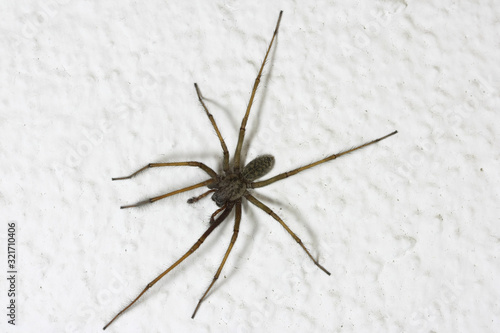 A huge house Spider  Tegenaria atrica  on the white wall