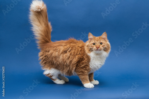 Standing cute white-orange cat looking at the camera. Full face. Dark blue background. Isolated