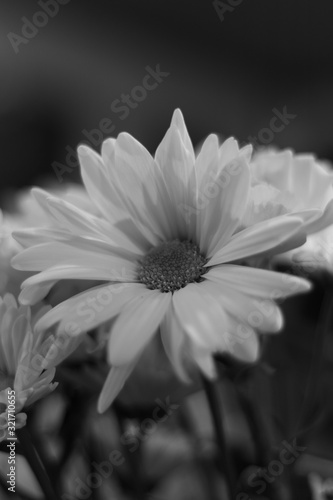 white flower on black background