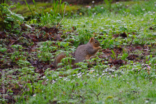 Squirrel on Ground 2 © JM