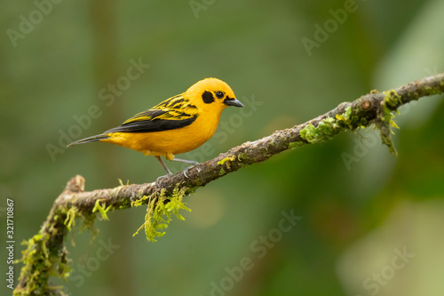 Golden tanager (Tangara arthus) is a species of bird in the family Thraupidae. It is widespread and often common in highland forests of the Andes  © Milan