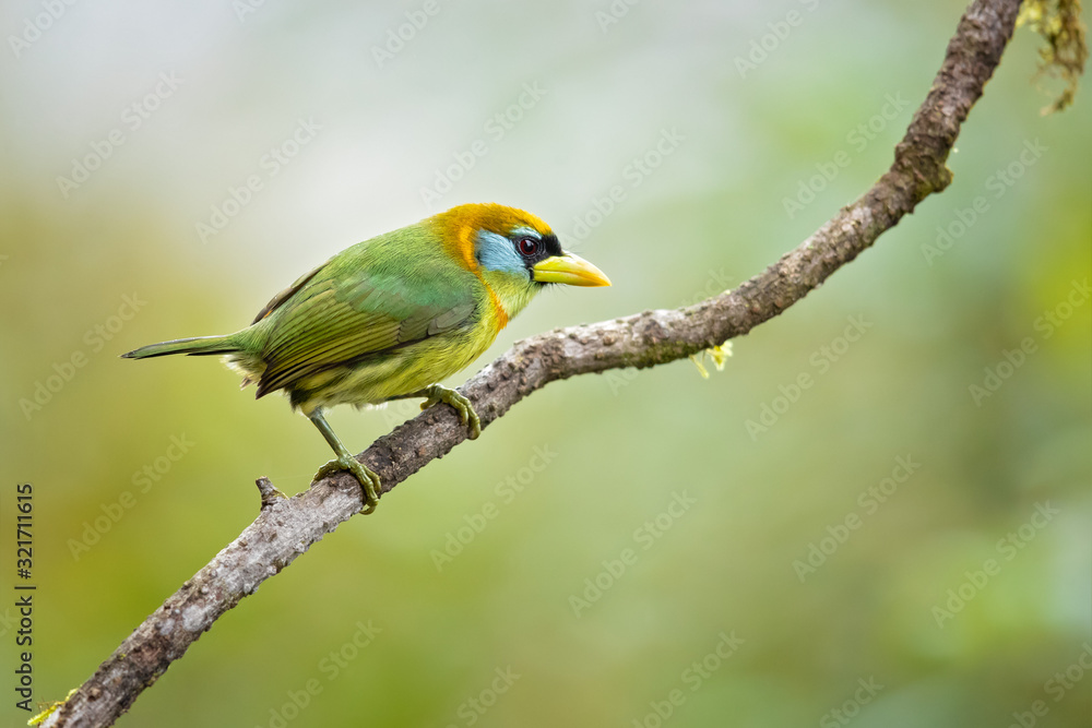 Red-headed barbet (Eubucco bourcierii) is a species of bird in the family Capitonidae. It is found in humid highland forest in Costa Rica and Panama, as well as the Andes