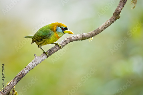 Red-headed barbet  Eubucco bourcierii  is a species of bird in the family Capitonidae. It is found in humid highland forest in Costa Rica and Panama  as well as the Andes