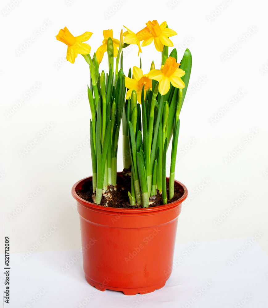 Yellow daffodil in pot isolated on white. Spring and easter flowers