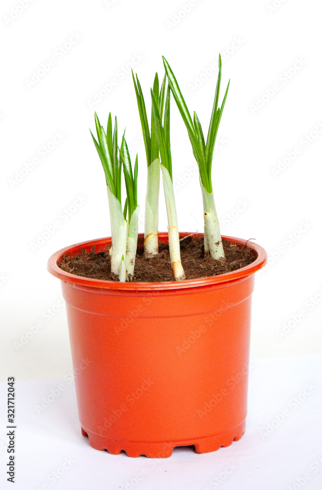 Crocus shoots in a pot isolated on a white background. Spring flowers Crocus shoots in a pot isolated on a white background. Spring flowers