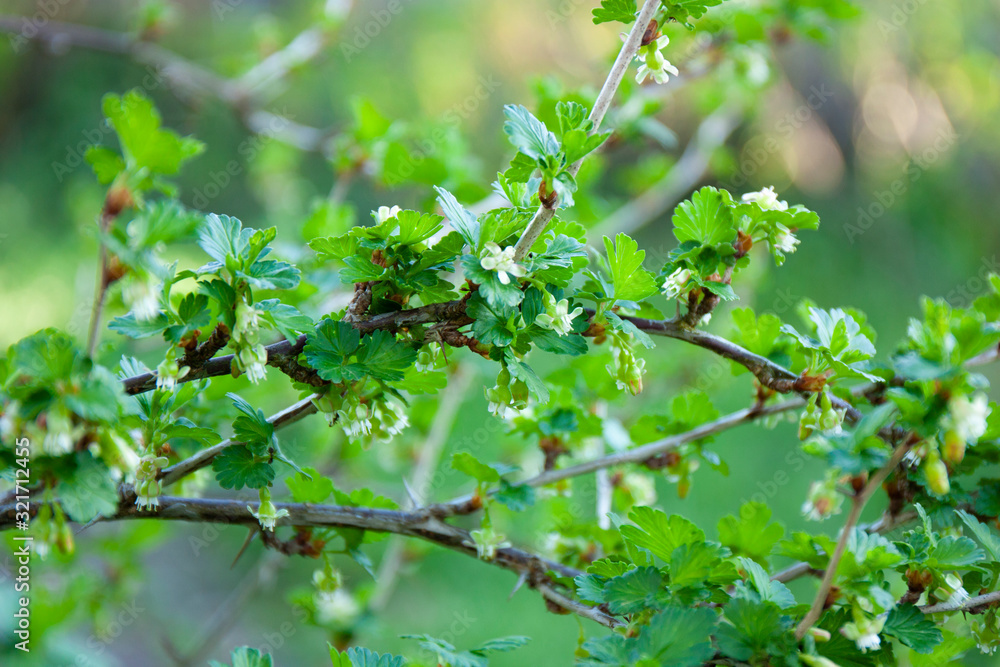 Gooseberry bush in blossom. Bracnh of gooseberry with small flowers. Orchard at spring time. Gooseberry bush in blossom. Bracnh of gooseberry with small flowers. Orchard at spring time.