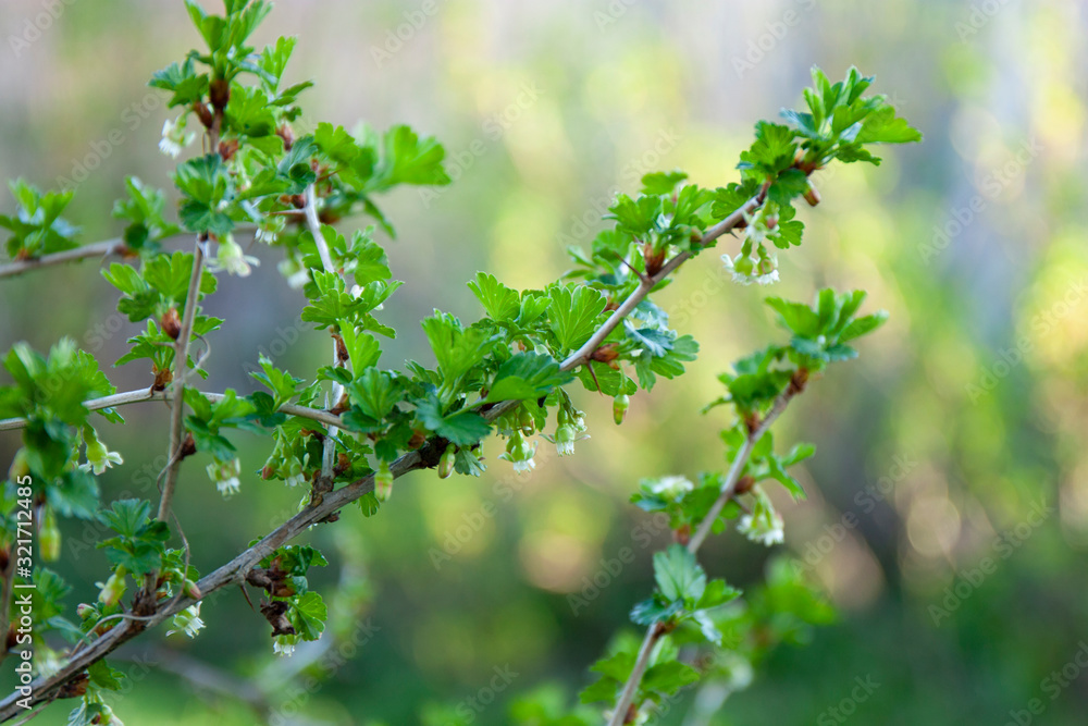 Gooseberry bush in blossom. Bracnh of gooseberry with small flowers. Orchard at spring time. Gooseberry bush in blossom. Bracnh of gooseberry with small flowers. Orchard at spring time.
