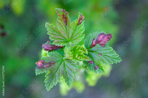 Konstfotografi Sick currants close-up
